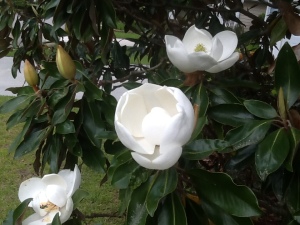magnoliaphoto